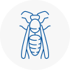 New Shoreham Wasp Nest Removal